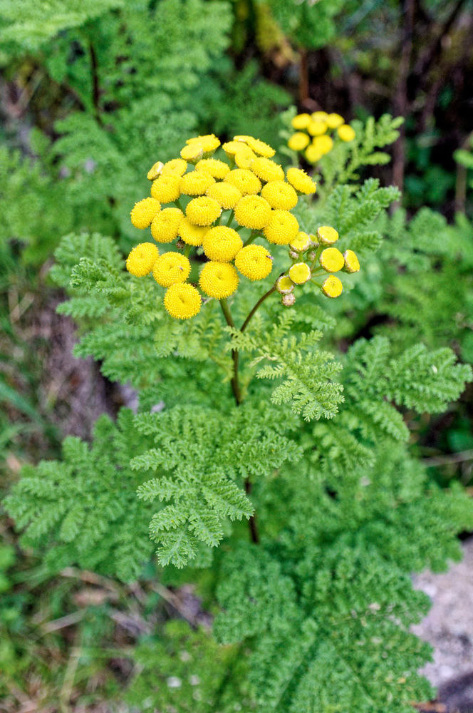 Troc plantes au mus&eacute;e agricole de Botans 0 Botans (90)