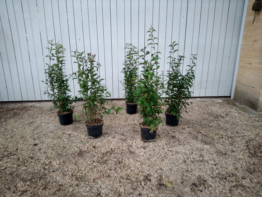 Tro�ne du Japon, arbuste de haie rustique en container. 10 Ch�teaurenard (13)