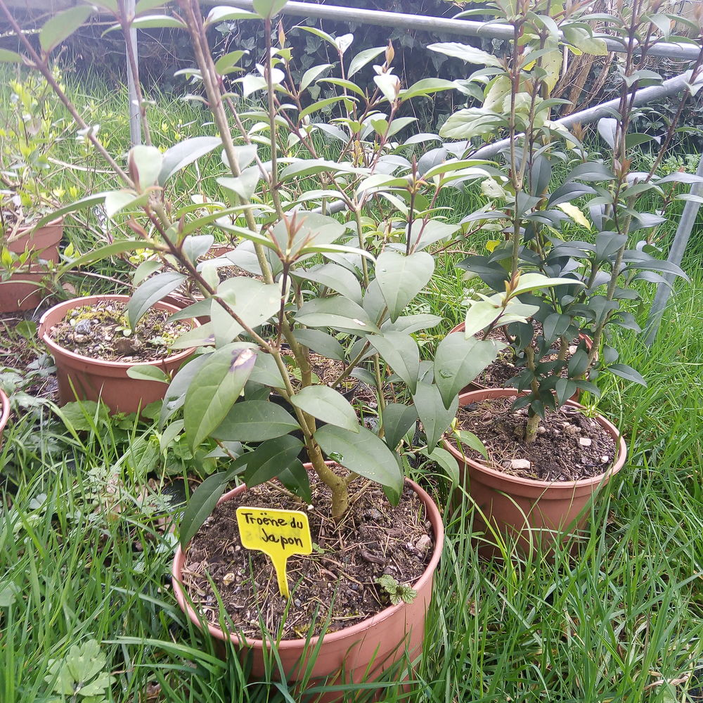 Tro�ne du Japon. 4 Largeasse (79)