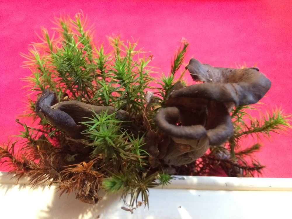 TROMPETTES DE LA MORT SECHEES cueillies cet automne 8 Sapignicourt (52)