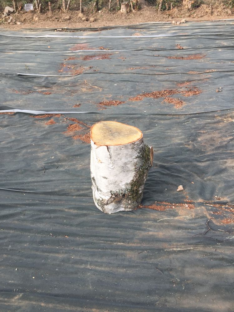 tronc
Pour 20�
Tel 0664527225
D�coration 
Vitrine 
0 �zanville (95)