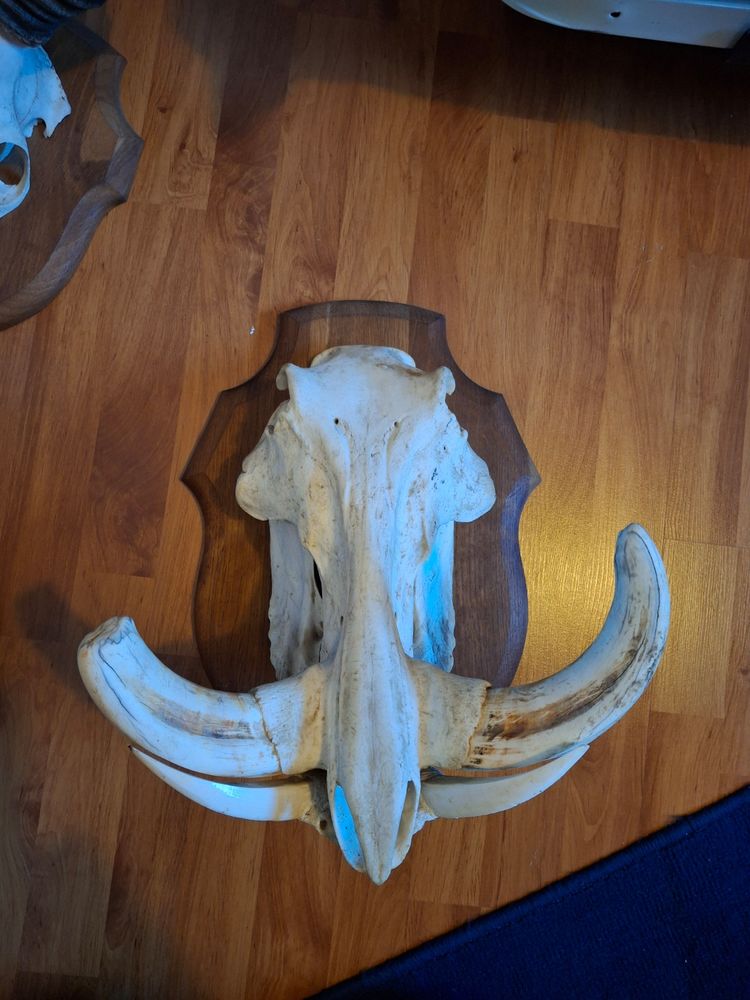 troph�e de chasse t�te de phacoch�re 200 Gif-sur-Yvette (91)