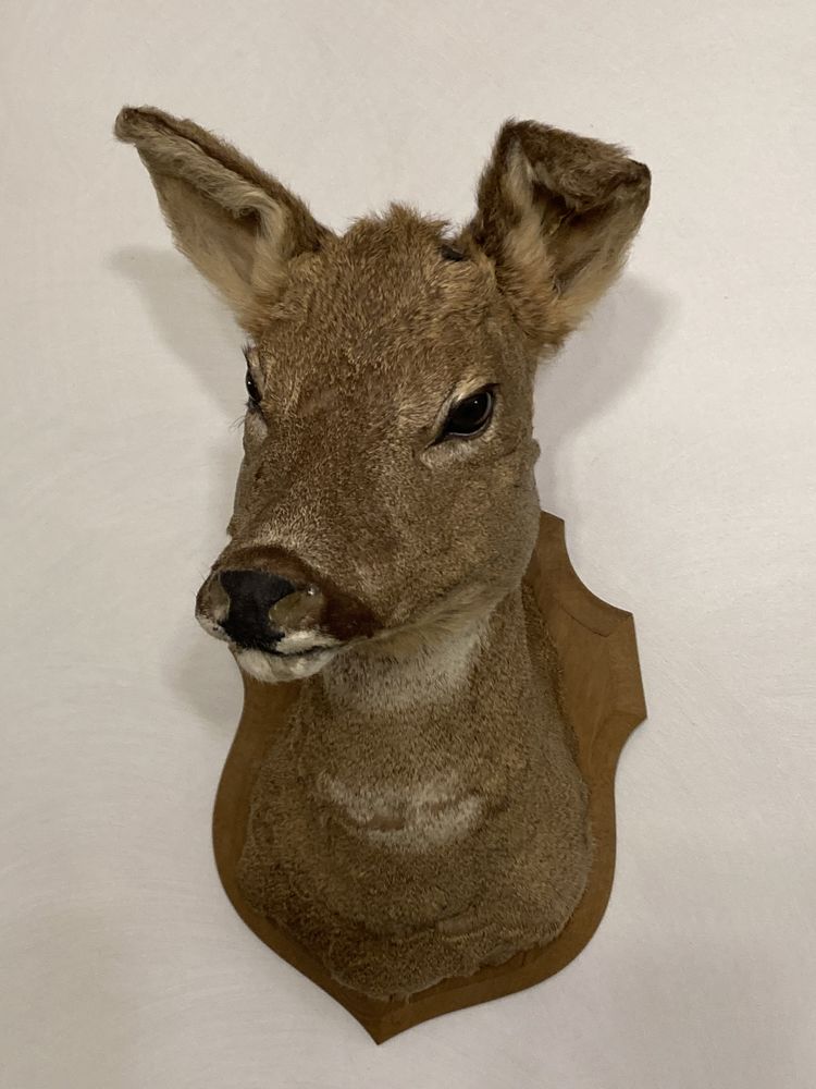 Troph�e de chasse 70 Reims (51)