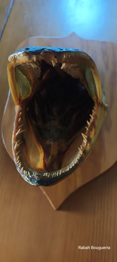 Troph�e -T�te de brochet  sur �cusson 40 Figeac (46)