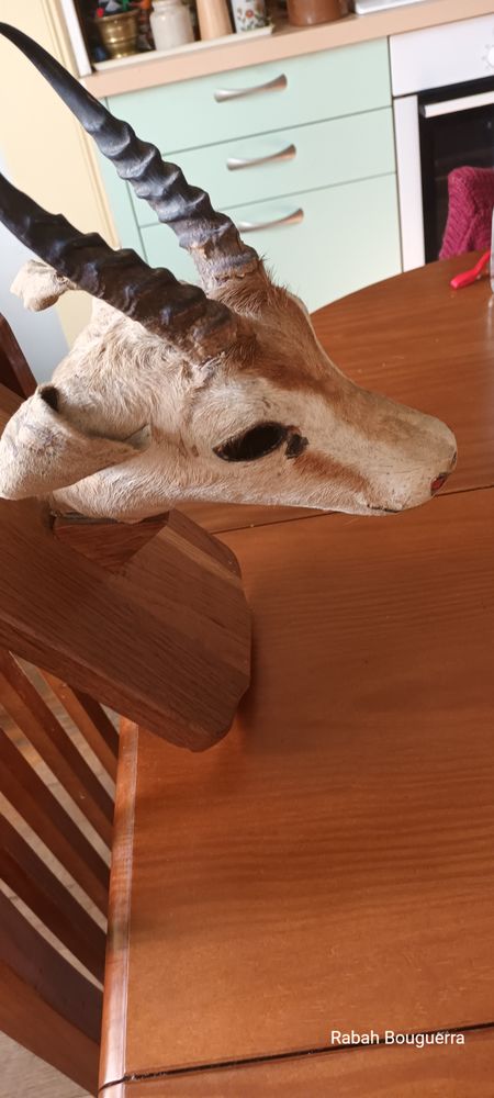 Troph�e - T�te de gazelle naturalis�e sur �cusson en bois 50 Figeac (46)