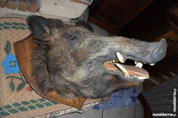 trophee tete de sanglier 135kg 150 Am�lie-les-Bains-Palalda (66)