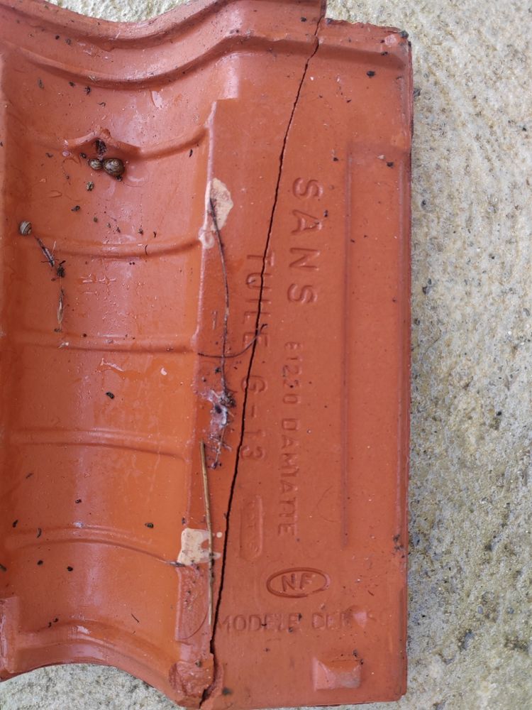 Tuiles SANS G-13 DAMIATTE 0 Carcassonne (11)