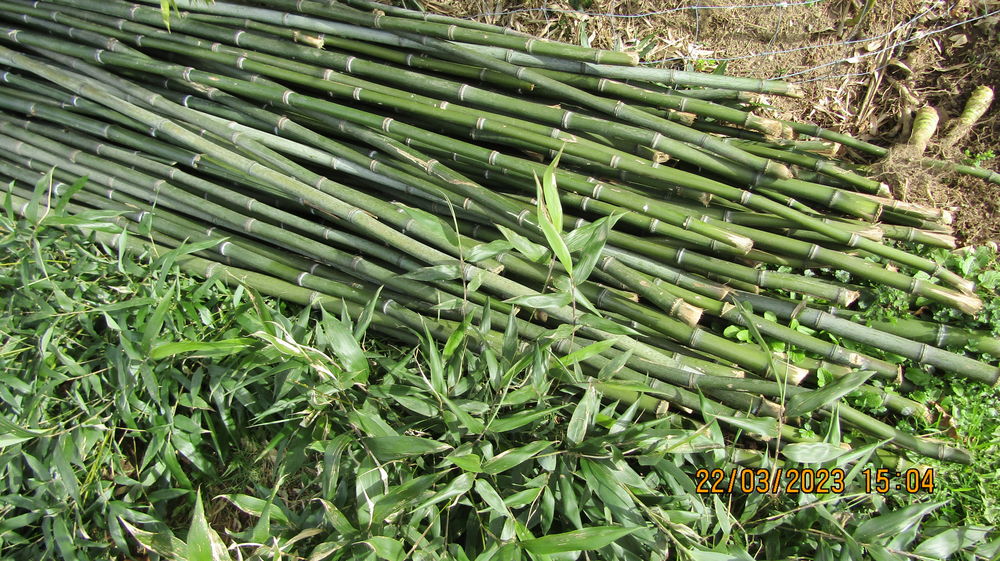 tuteurs bambous pour tomates ou autres usages 0 Thiers (63)