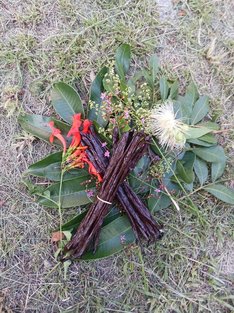 Vanille bourbon 100% r�union 2 Le Tampon (97)