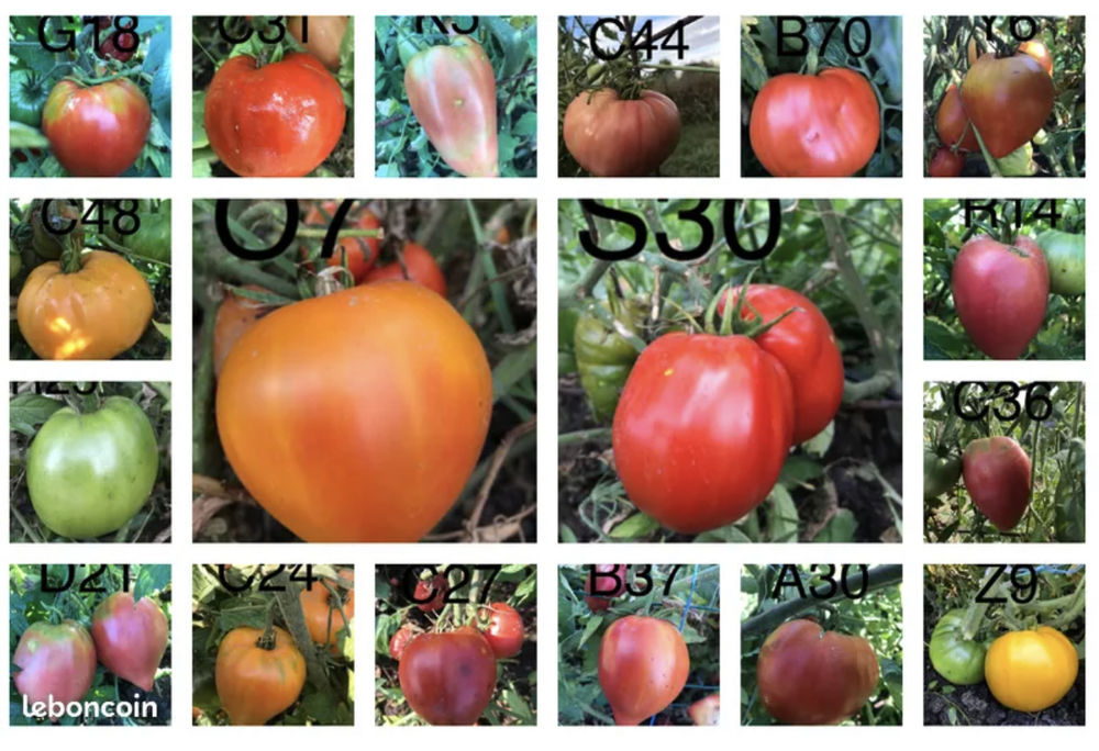 400 vari�t�s - Graines de tomate reproductible 1 La Pacaudi�re (42)