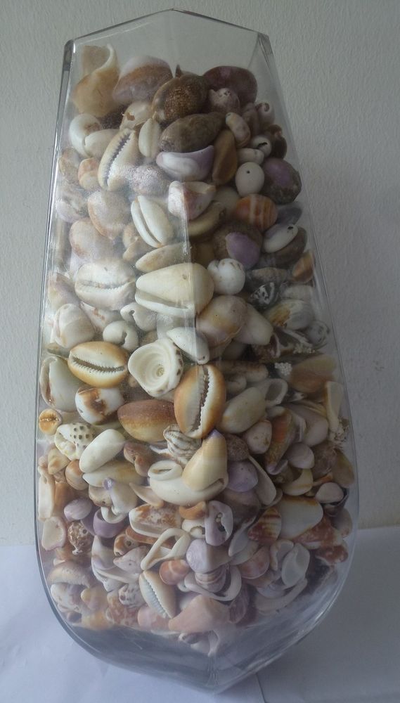 vase en verre garni de coquillages 18 Saint-Gilles Les Bains (97)