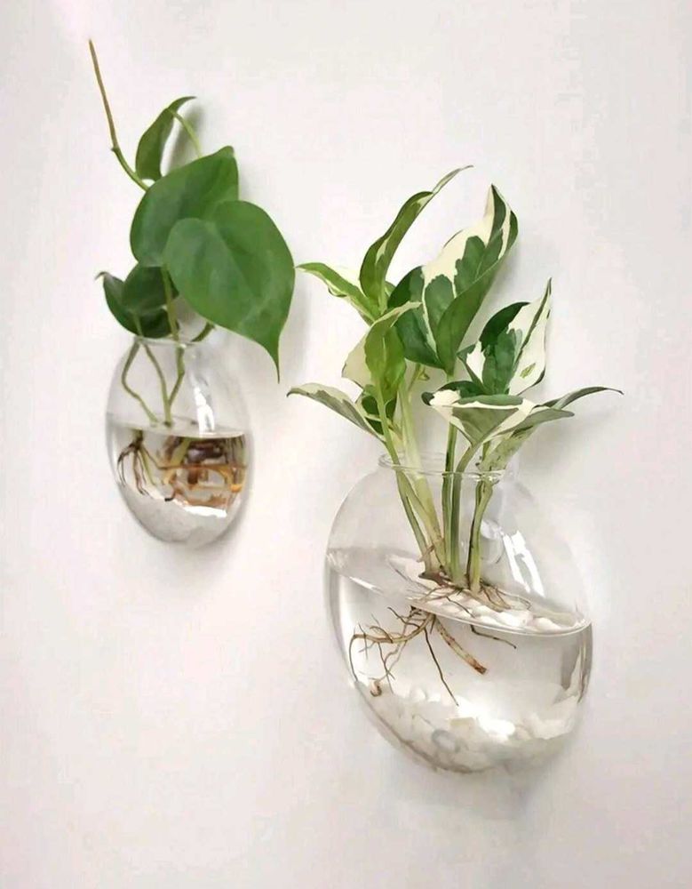 2 vases de fleurs en verre �  suspendre au mur, terrarium pour plantes hydroponiques, 25 La Seyne-sur-Mer (83)