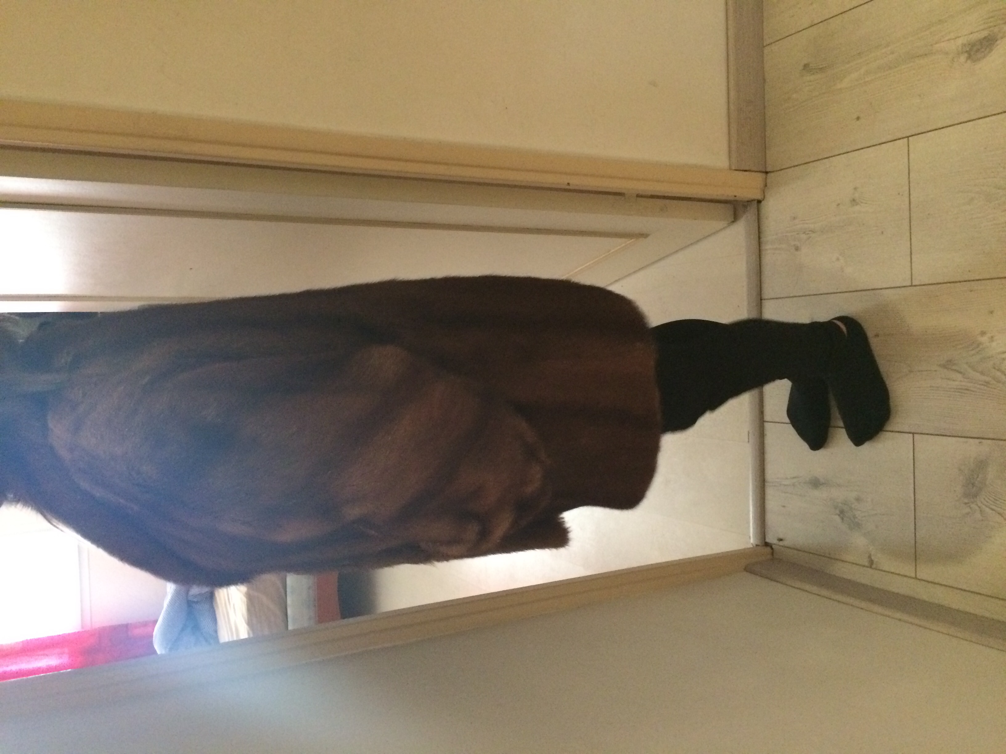 vends veste en vison 700 Saint-Avertin (37)