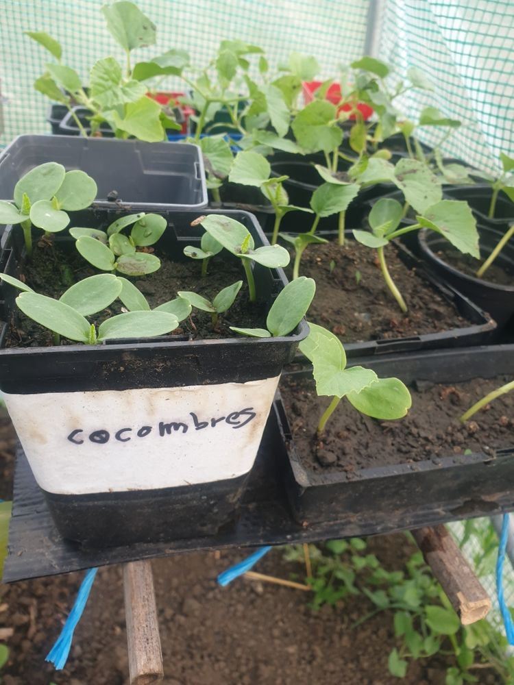 vent plan de concombres 2 Clermont (60)