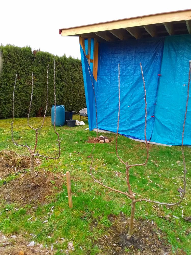 Vent pommiers en palmette verriers 90 Magny-Vernois (70)