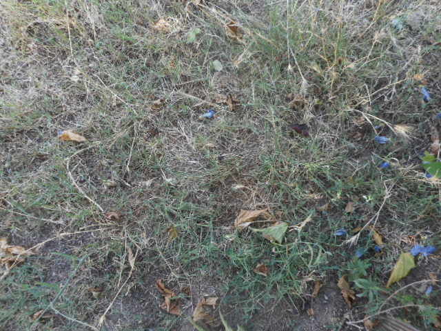 Vente 0 Carpentras (84)