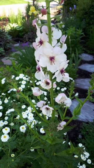 Verbascum blanc  graines 1 Sainte-Genevi�ve-des-Bois (91)