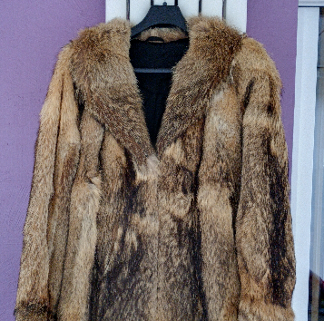 Veste plus toque en chacal 250 Schwindratzheim (67)