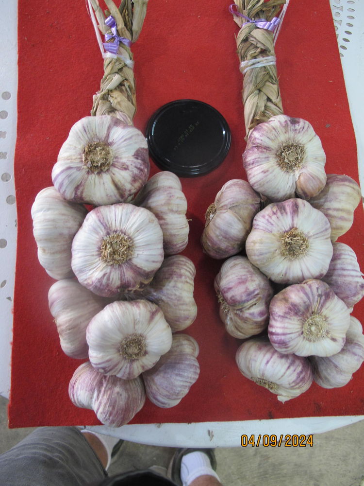 AIL violet 1� choix en tresses de 1 et 2 kg 13.8 Lambesc (13)