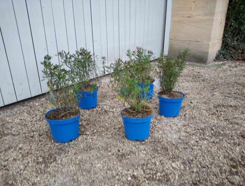 Vivace de Terrain Sec Sauge Salvia 'Note bleue'. 6 Ch�teaurenard (13)