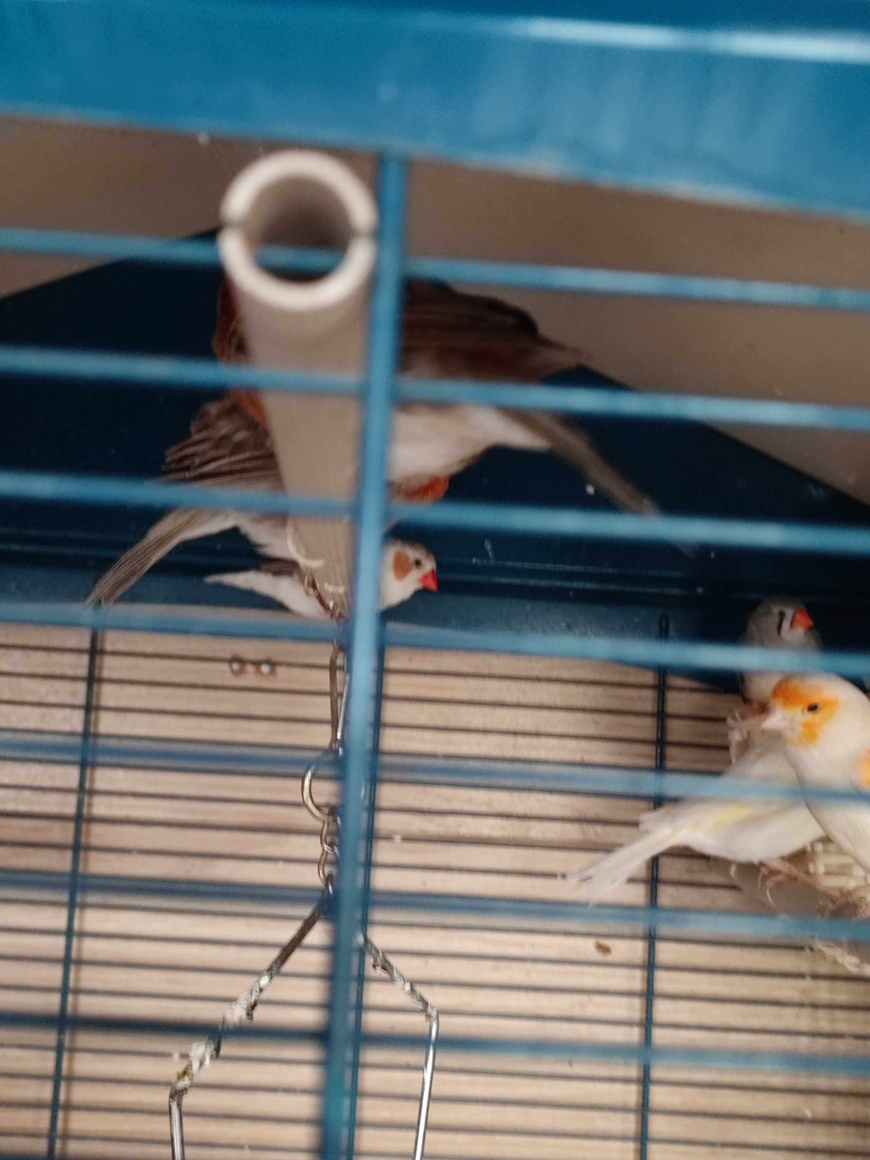 voli�re plus canaris et mandarins 80 Juranville (45)