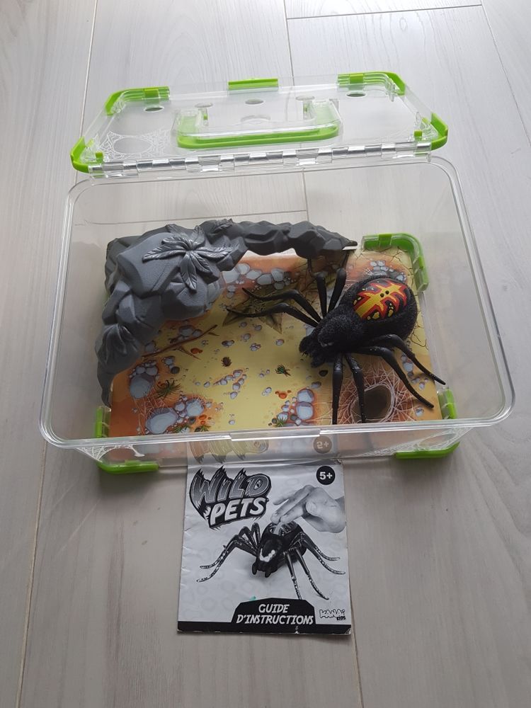 Wild pets araign�e 8 Nogent-sur-Marne (94)