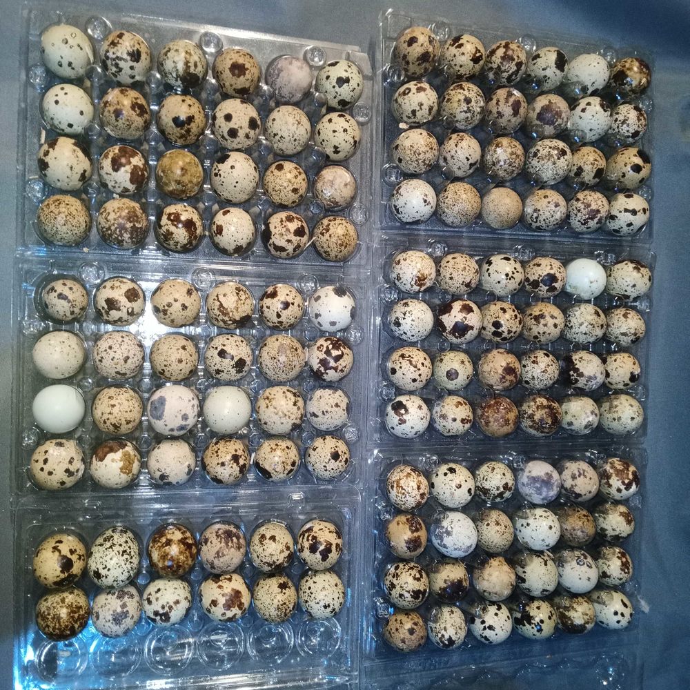 x100 oeufs de cailles f�cond�s - coloris divers 30 Roches-Pr�marie-Andill� (86)