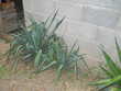 yucca   qui fleuri feuille vert fonce 5 Meynes (30)