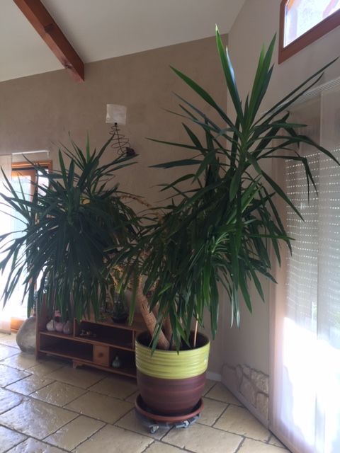 yucca geant multi-troncs d'int�rieur 250 La Motte-Servolex (73)