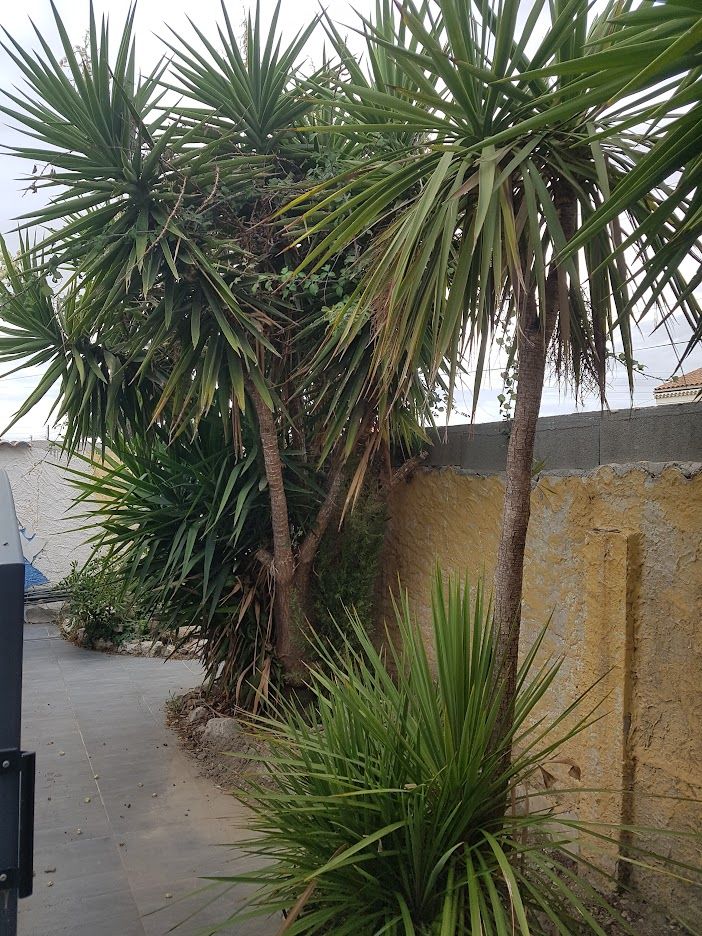 Yucca g�ant 20 Port-Saint-Louis-du-Rh�ne (13)