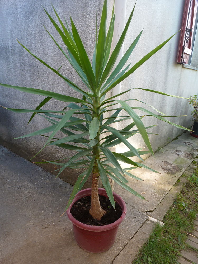 Yucca d'int�rieur 20 Saint-Julien-les-Rosiers (30)