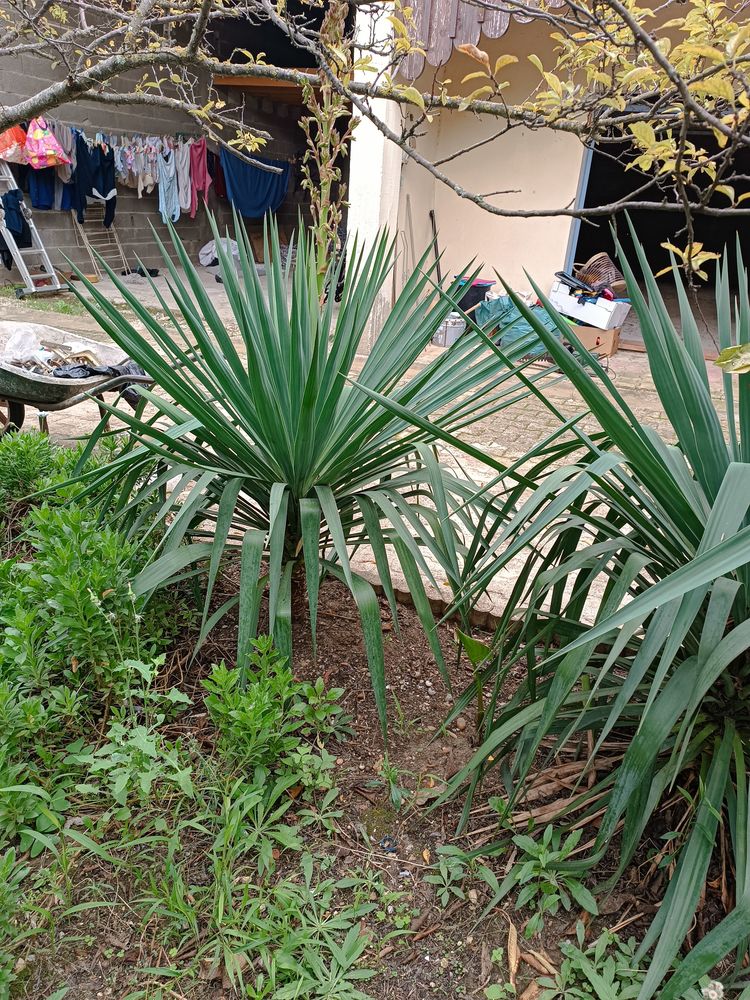 yucca en pleine terre 15 Meynes (30)
