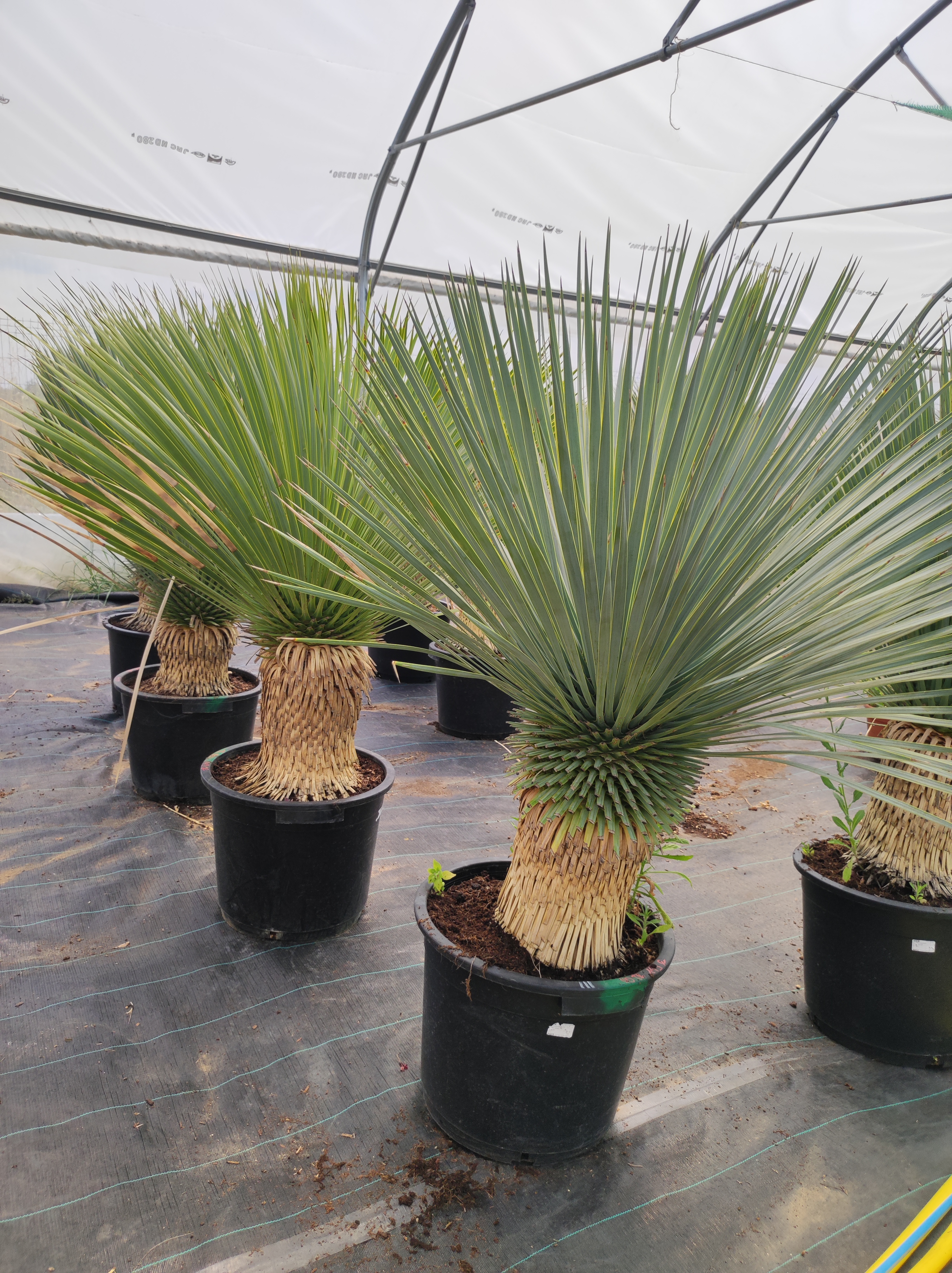 Yucca rostrata 149 Chaumont-en-Vexin (60)