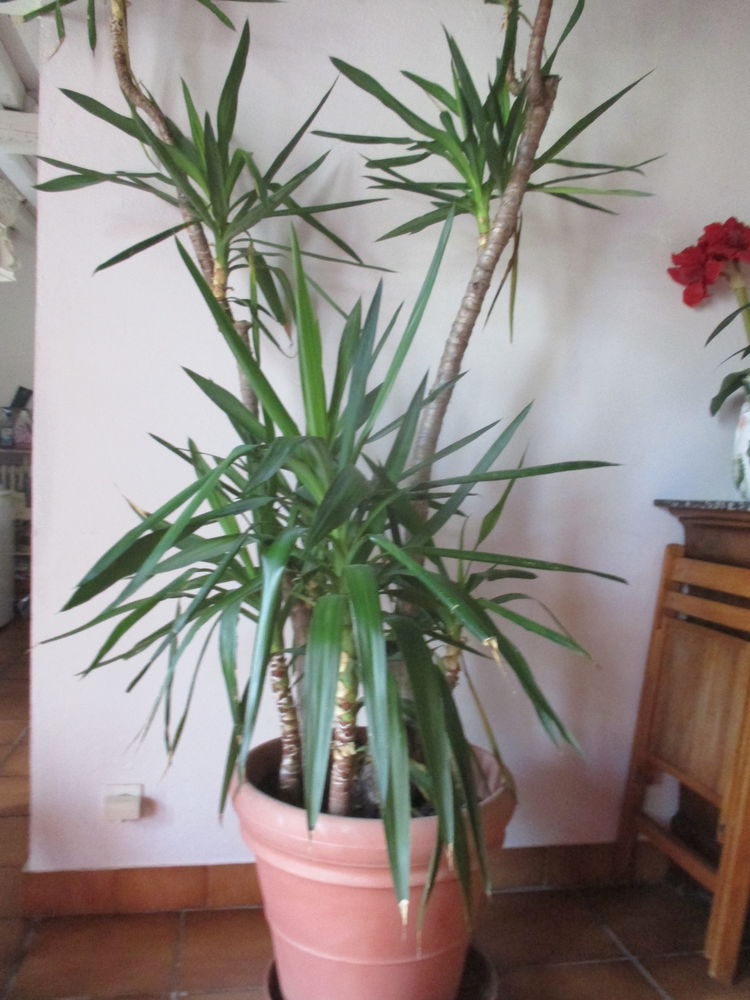 YUCCA 70 P�ronnas (01)