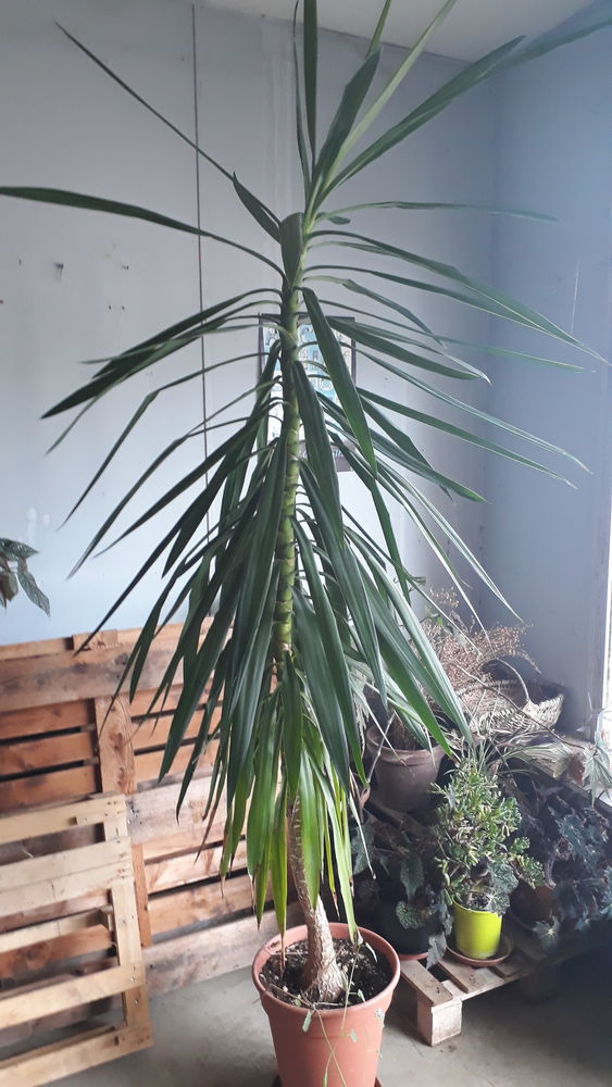 Yucca 80 Fontaine-Fran�aise (21)