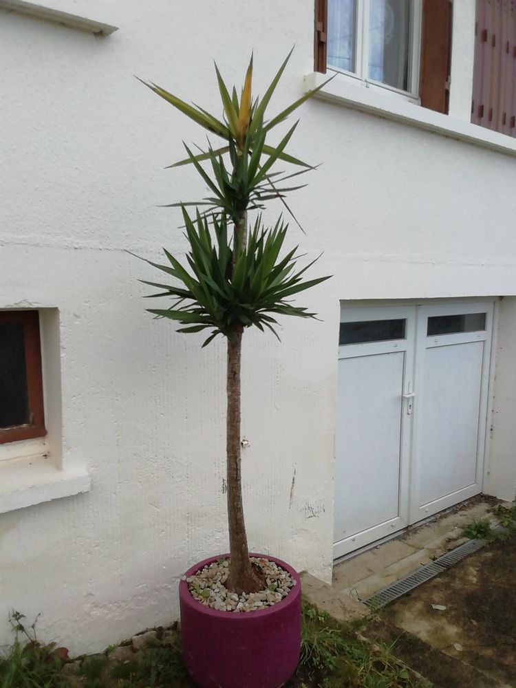 Yucca 50 Pinon (02)