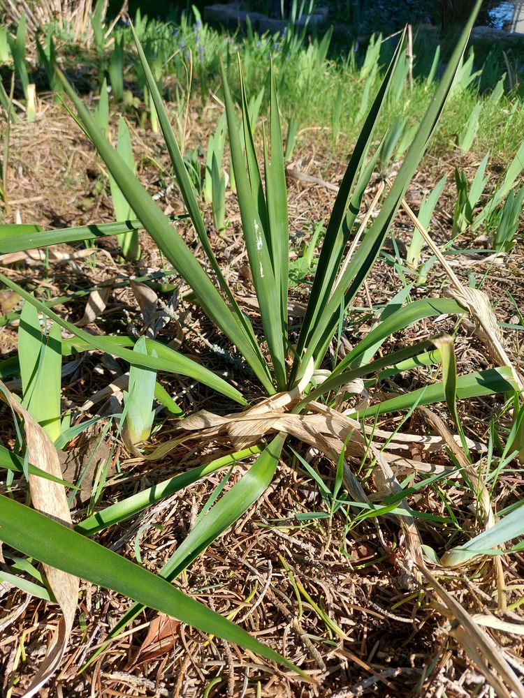 Yuccas d ext�rieur 10 Soissons (02)