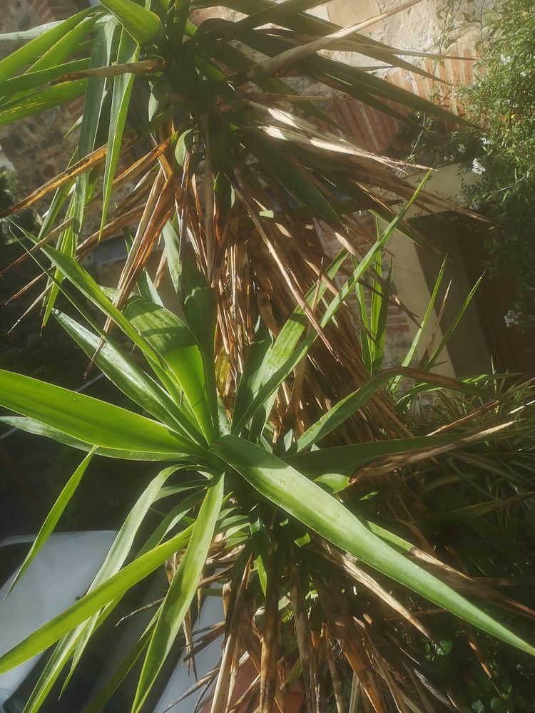 YUCCAS  en POTS  Grands 3m et 2m. 155 Le Boulou (66)