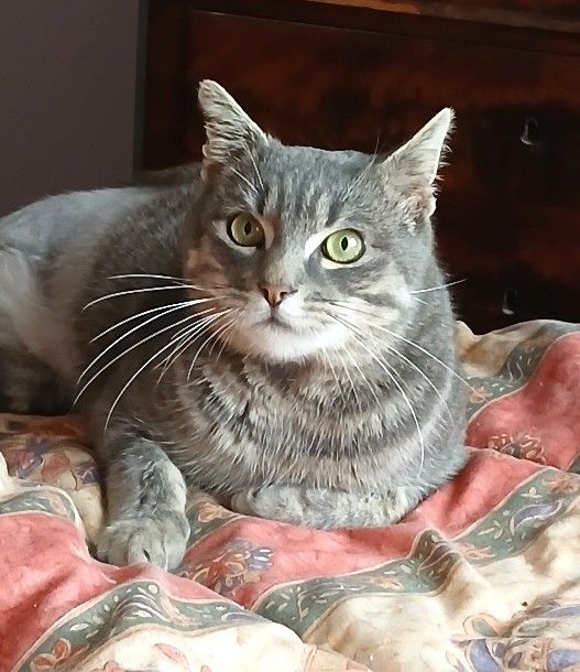 Donne Chat Chaton En Bretagne Annonces De Chats Chatons A Donner