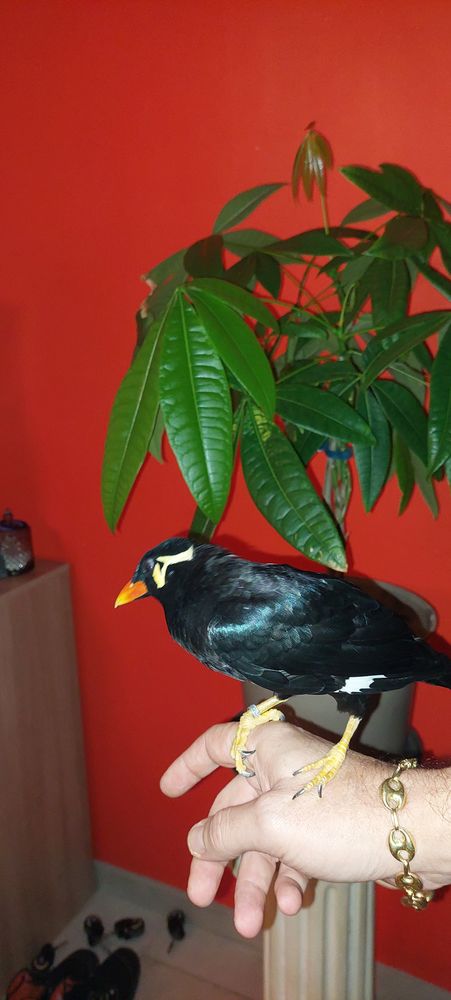 Animaux En Languedoc Roussillon Annonces