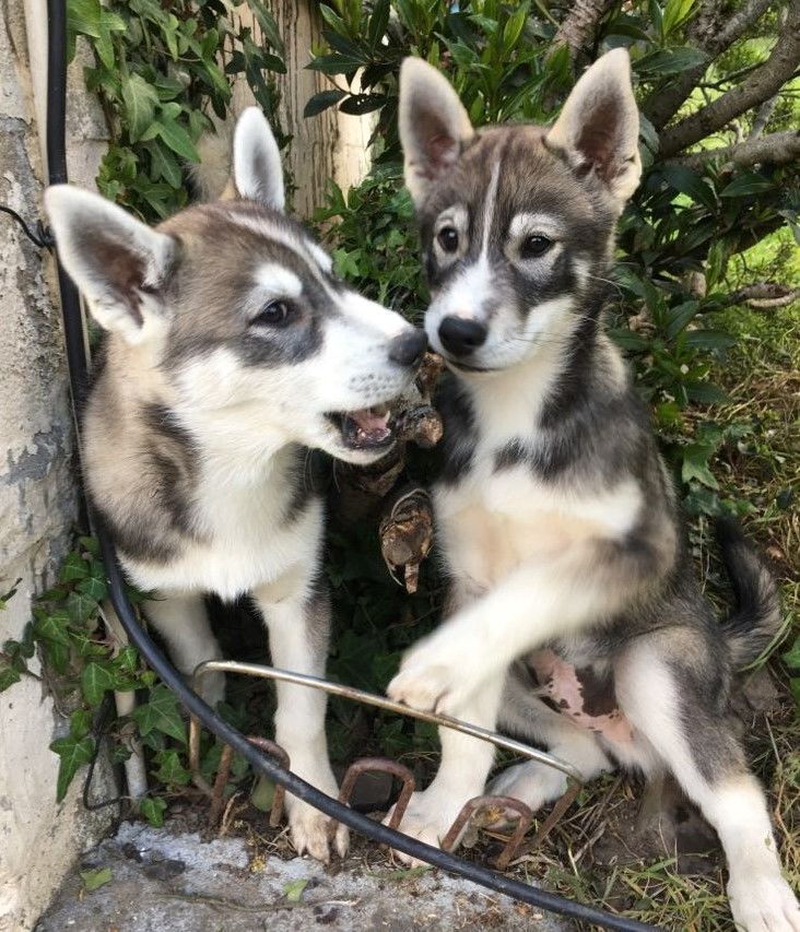 Husky chien, chiot en Bretagne annonces chiens et chiots
