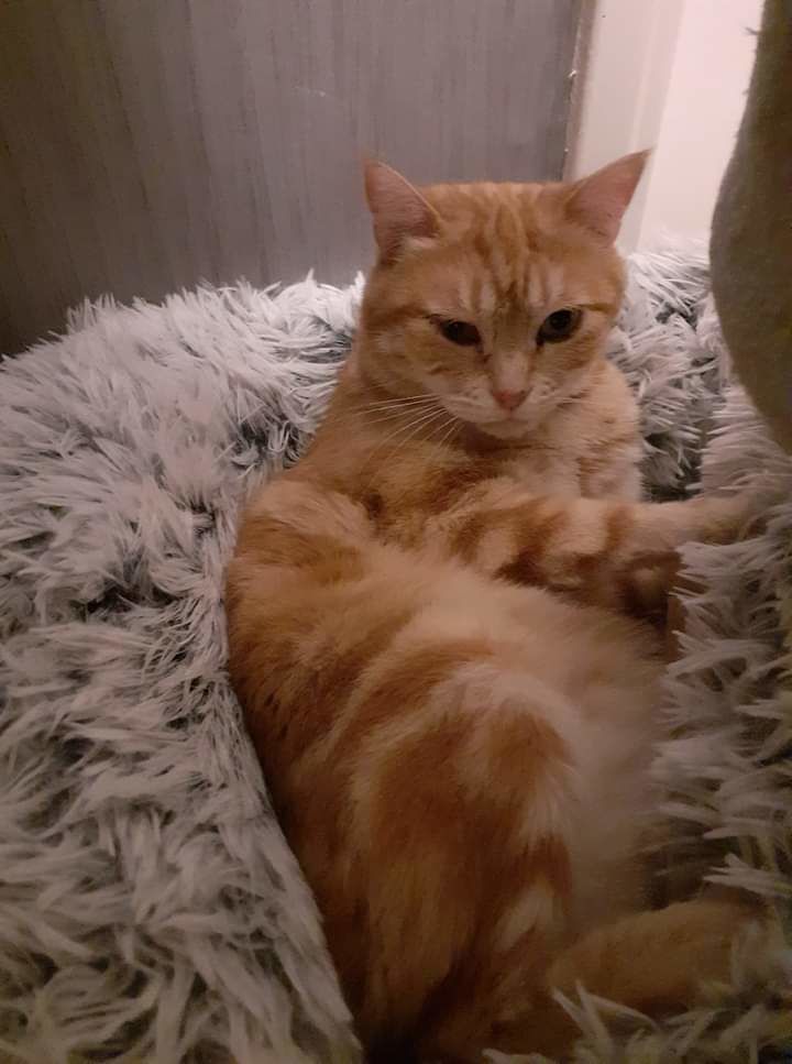 Chat Chaton A Guichen 35 Annonces De Chats Et Chatons