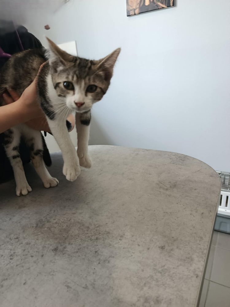 Donne chat chaton dans le Pays de la Loire annonces de
