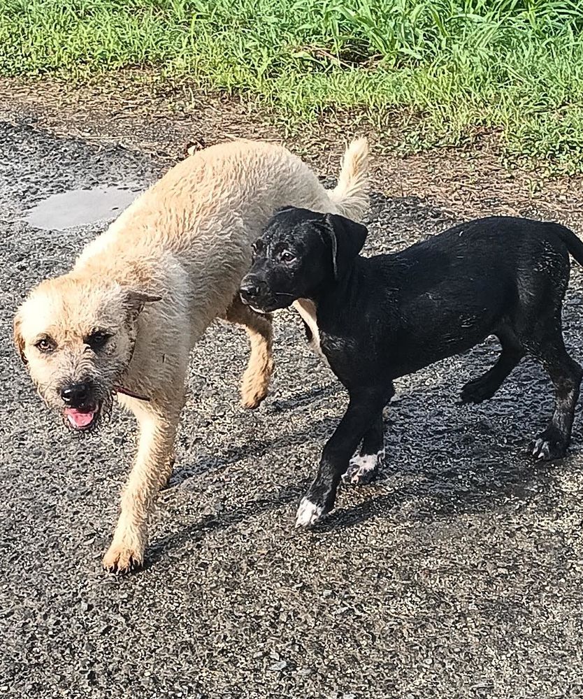 Chien chiot dans lu0027 Aube (10) : annonces de chiens et chiots