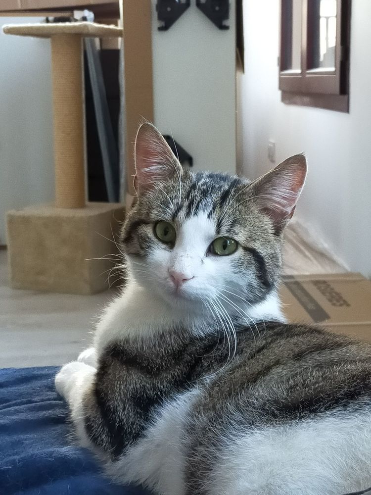 Siamois Chat Chaton En Ile De France Annonces Chats Et Chatons A Donner Ou Adopter