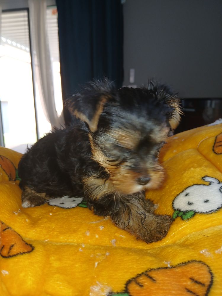 Chien chiot en Languedoc-Roussillon : annonces de chiens et chiots