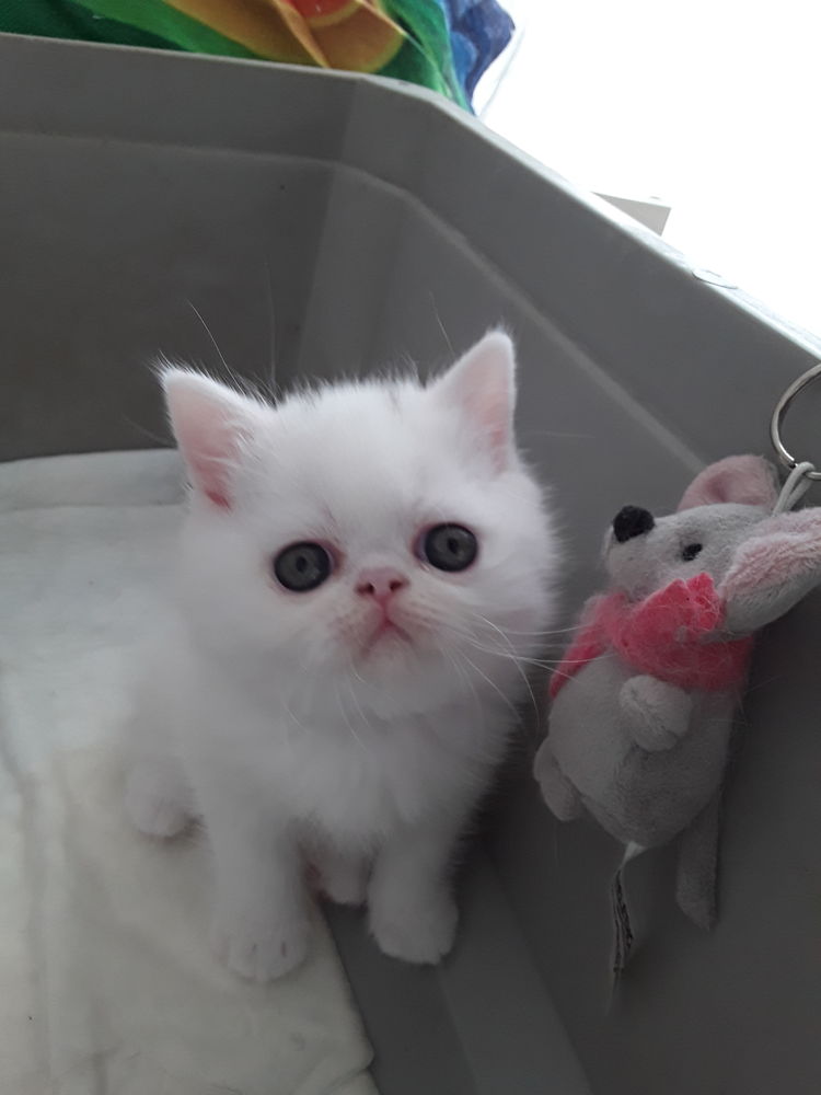 Persan Chat Chaton En Alsace Annonces Chats Et Chatons A Donner Ou Adopter