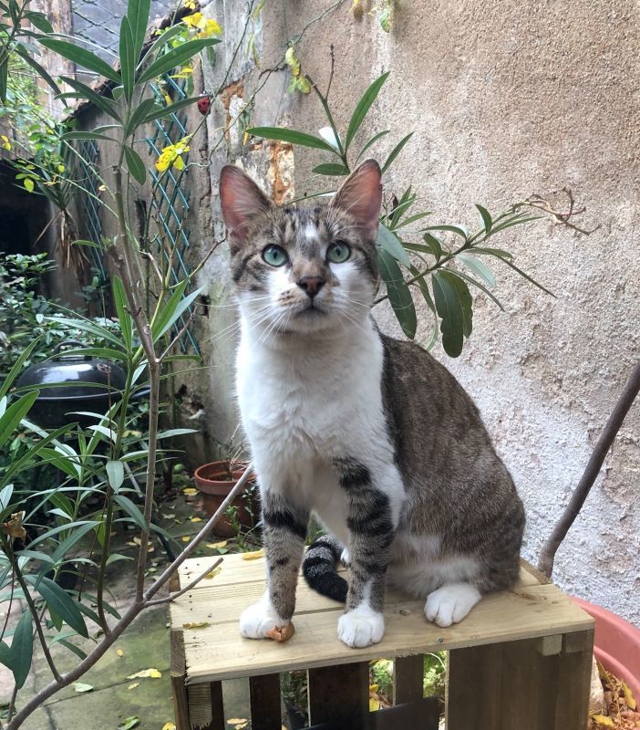 Adoption Chat Chaton A Bourges 18 Annonces De Chats Et Chatons A Adopter