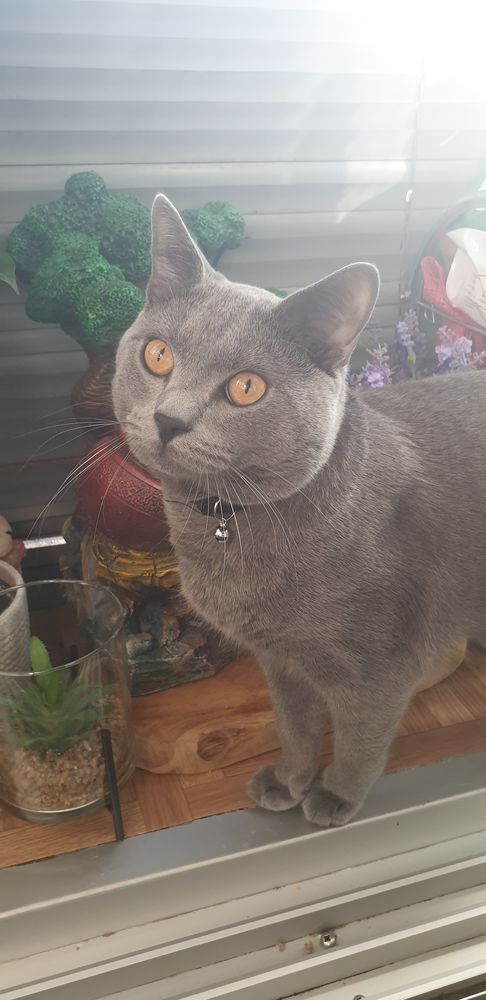 chat boulogne billancourt