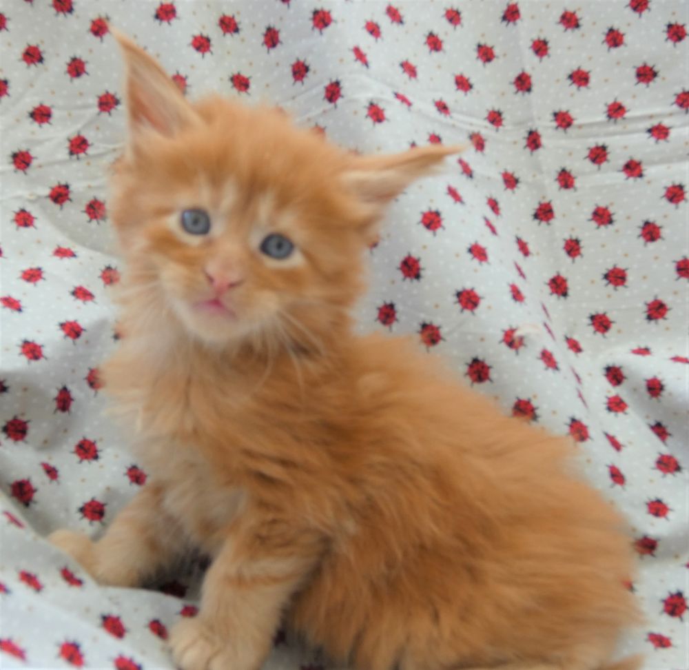 Maine Coon Chat Chaton Dans Le Nord 59 Annonces Chats Et Chatons A Donner Ou Adopter